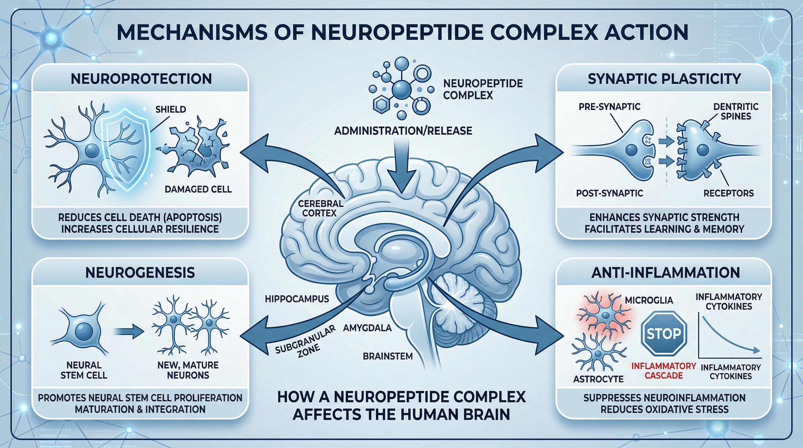 How Cerebrolysin works - mechanisms of action image