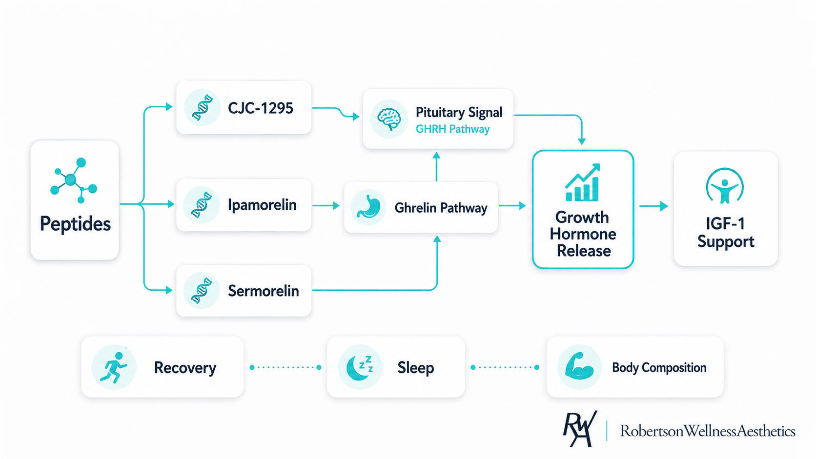 Growth-hormone peptides such as CJC-1295, ipamorelin, and sermorelin are short chains of amino acids that signal a man’s own pituitary gland to release m