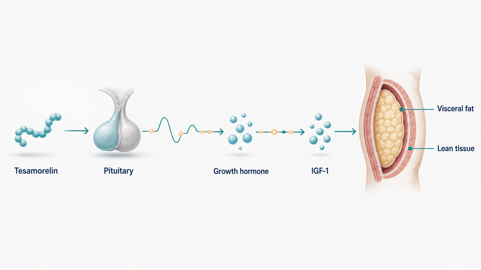 How does tesamorelin work