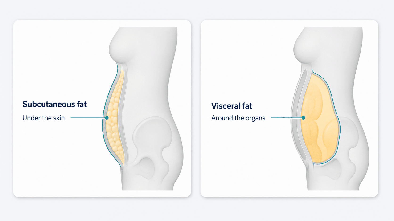 reducing stubborn visceral (abdominal) fat