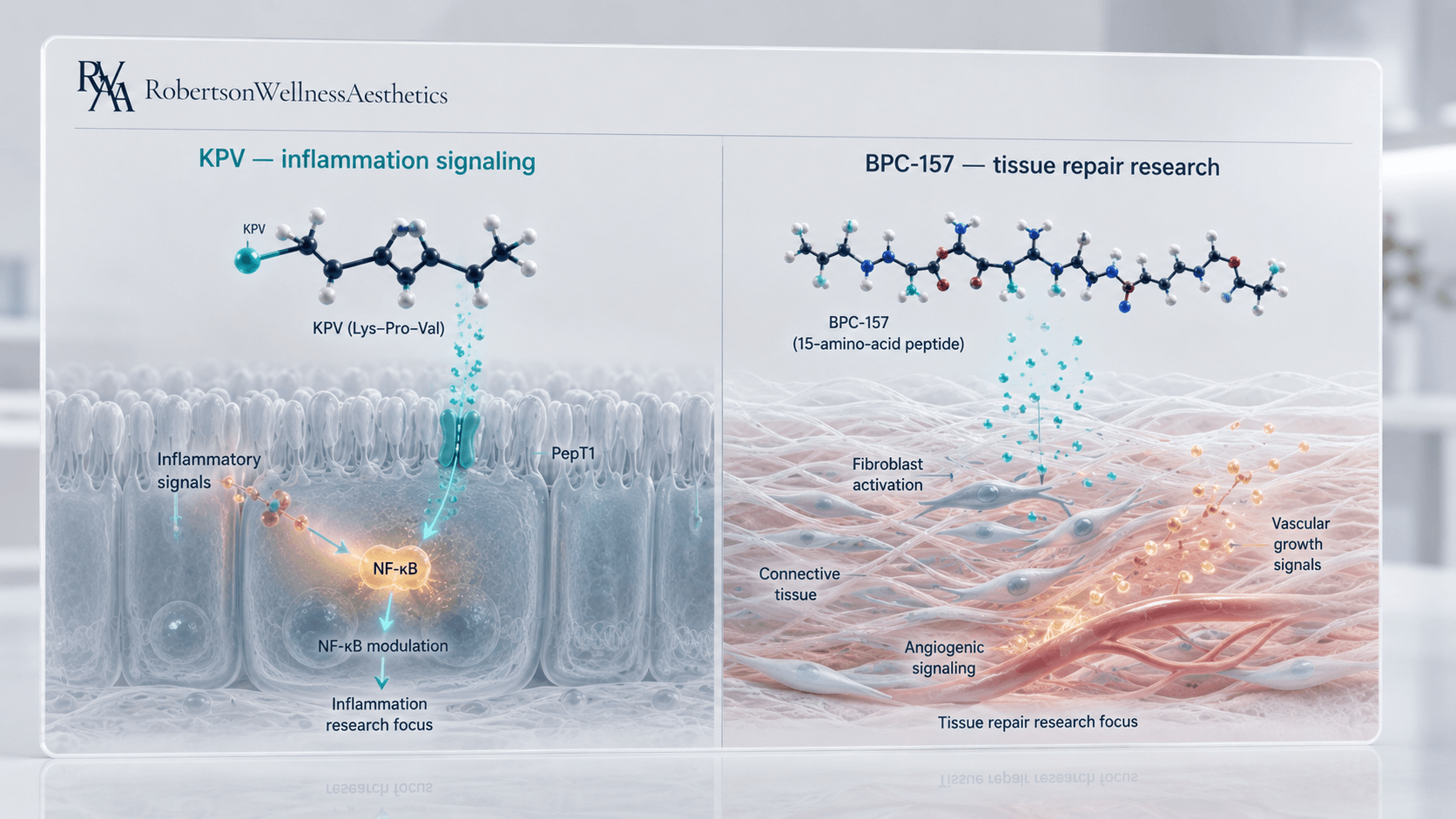 KPV vs BPC-157: how they differ