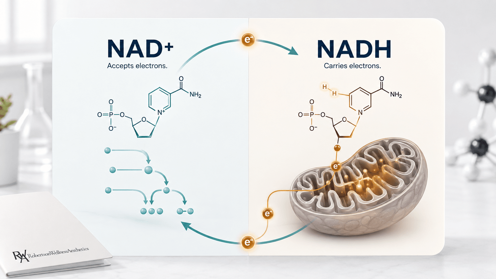 NAD+ vs NADH at a glance