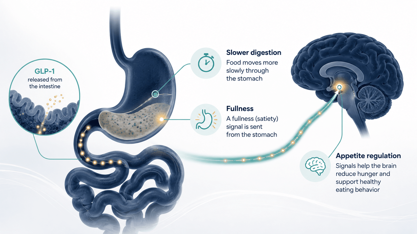 What is GLP-1, and how does it cause weight loss