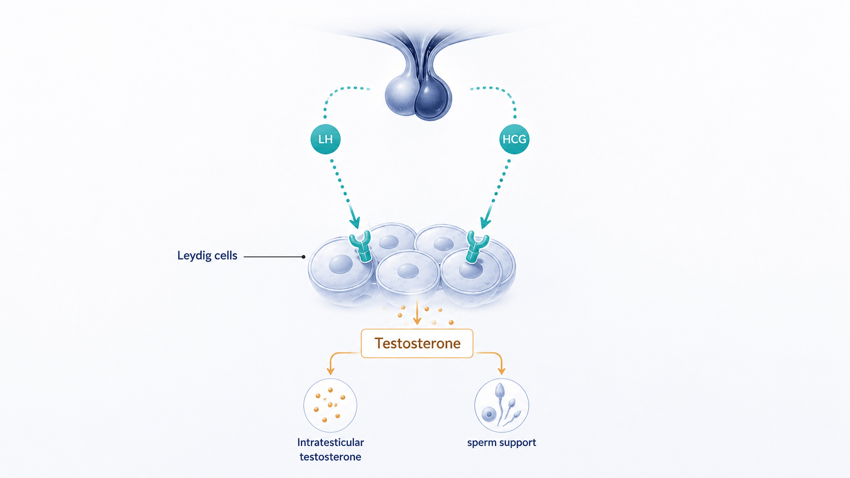 What is HCG, and how does it work in men