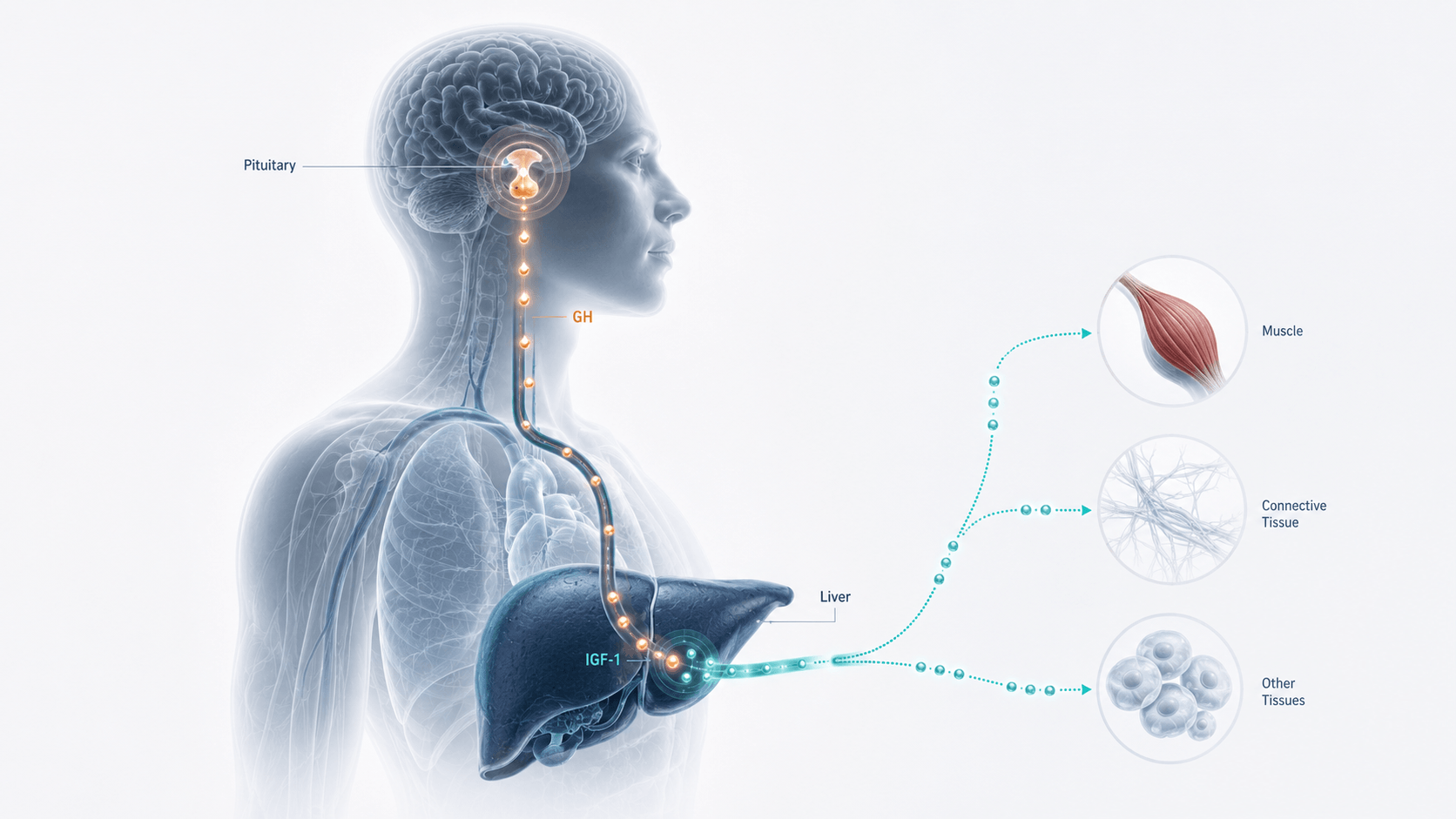 Who are GH peptides for — and who are they not for